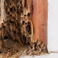 Penyebab Rayap Masuk Rumah yang Mungkin Tidak Kamu Sadari