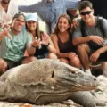 Tips Memilih Komodo Boat Tour Sesuai Budget dan Waktu Liburan