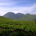 Pemandangan kebun teh asri di kawasan Bandung yang cocok untuk tips wisata akhir pekan