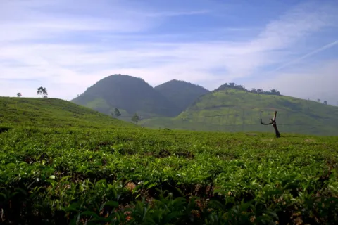 Pemandangan kebun teh asri di kawasan Bandung yang cocok untuk tips wisata akhir pekan