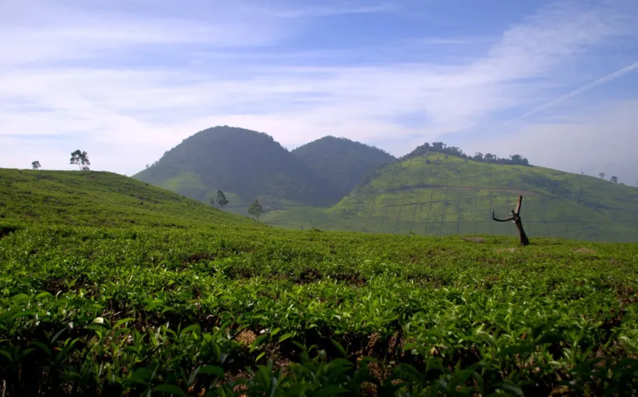 Pemandangan kebun teh asri di kawasan Bandung yang cocok untuk tips wisata akhir pekan